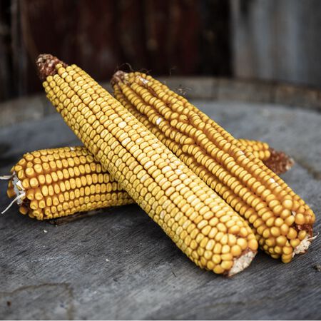 Green Field, Corn Seed - 1 Pound image number null